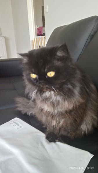 Lilie