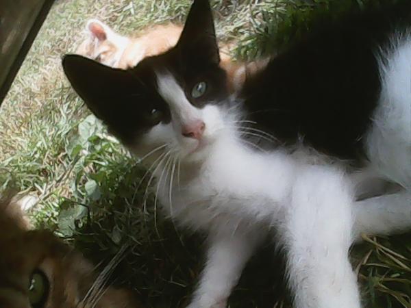 Félix
