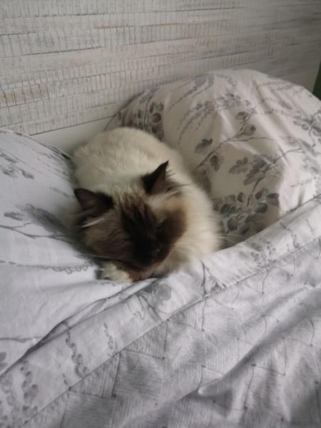Lily