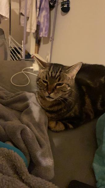 Archie