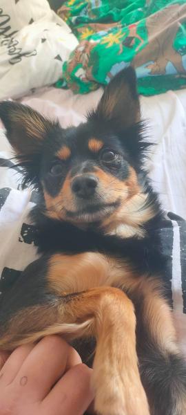 Stella