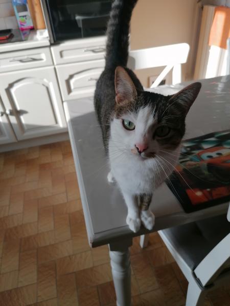 Pepette