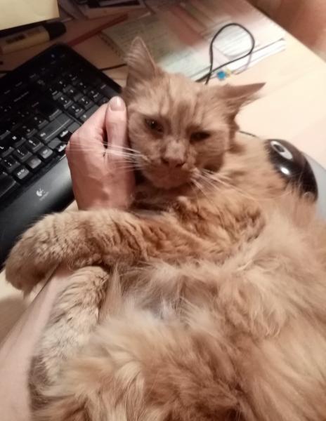 Tigrou