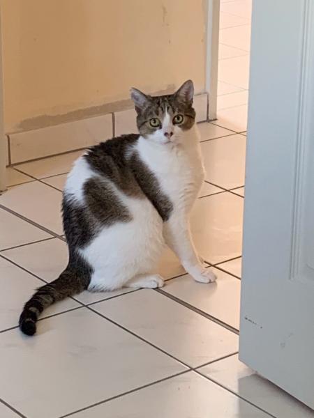 Célestin