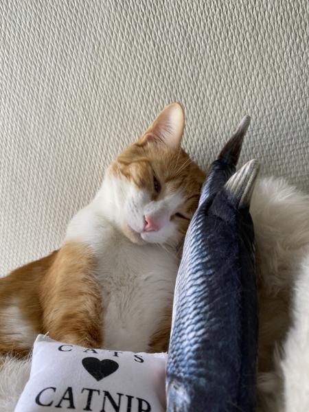 Tofu