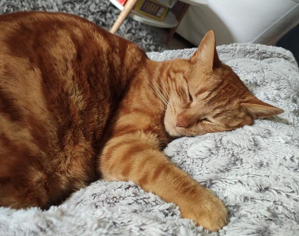 Caramel