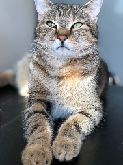 Simba