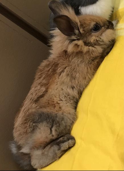 Simba