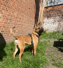 Koda