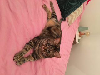 Zazou