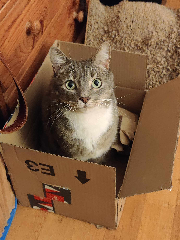 Azuki