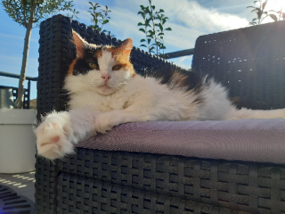 Minette
