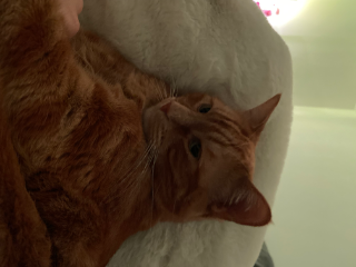 Tigrou
