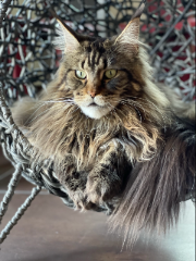 ODIN