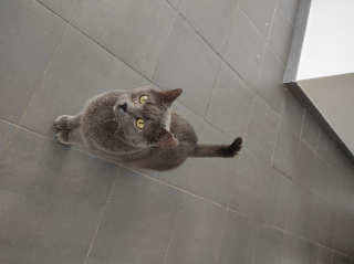 Raoul
