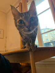 Nala