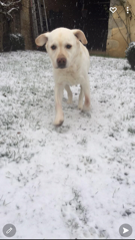 Filou