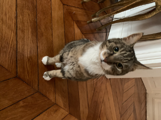 Tigrou