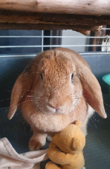 Cookie