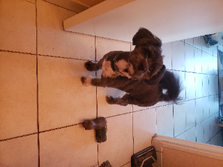 Sookie