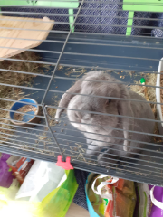 Kiko