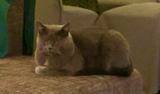 Filou