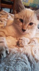 Ramses
