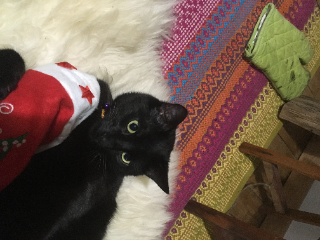 Wilson
