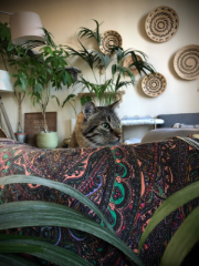 Oscar