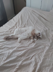Heidi