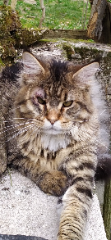 Aslan