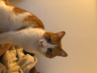 Caramel