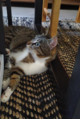 Micia
