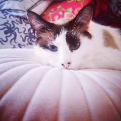 Lambert