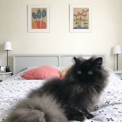 Miyuki