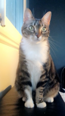 Izzie