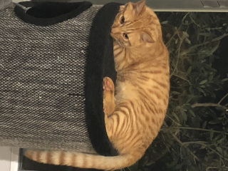 Simba