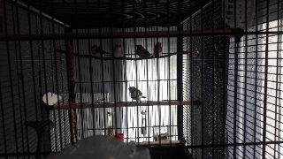 oiseau