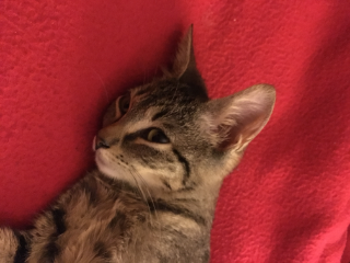 Maya