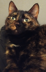 Myrtille