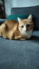 Titi