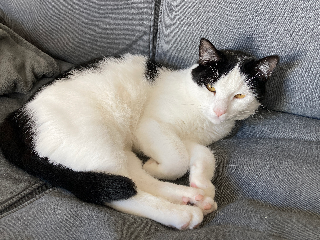 Bernard
