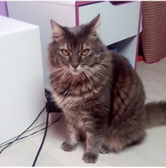Peluche