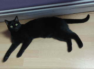 Pamplemousse