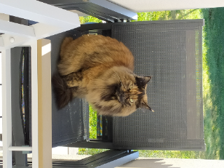 Praline
