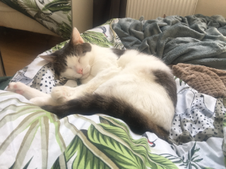 Plume