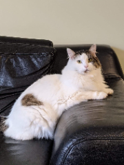 Lila