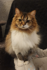 Nina