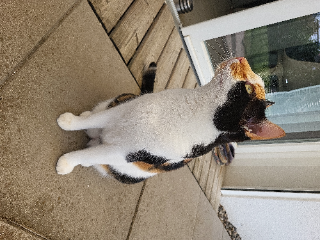 Maïa