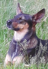 wallou